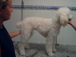 Pelado del caniche